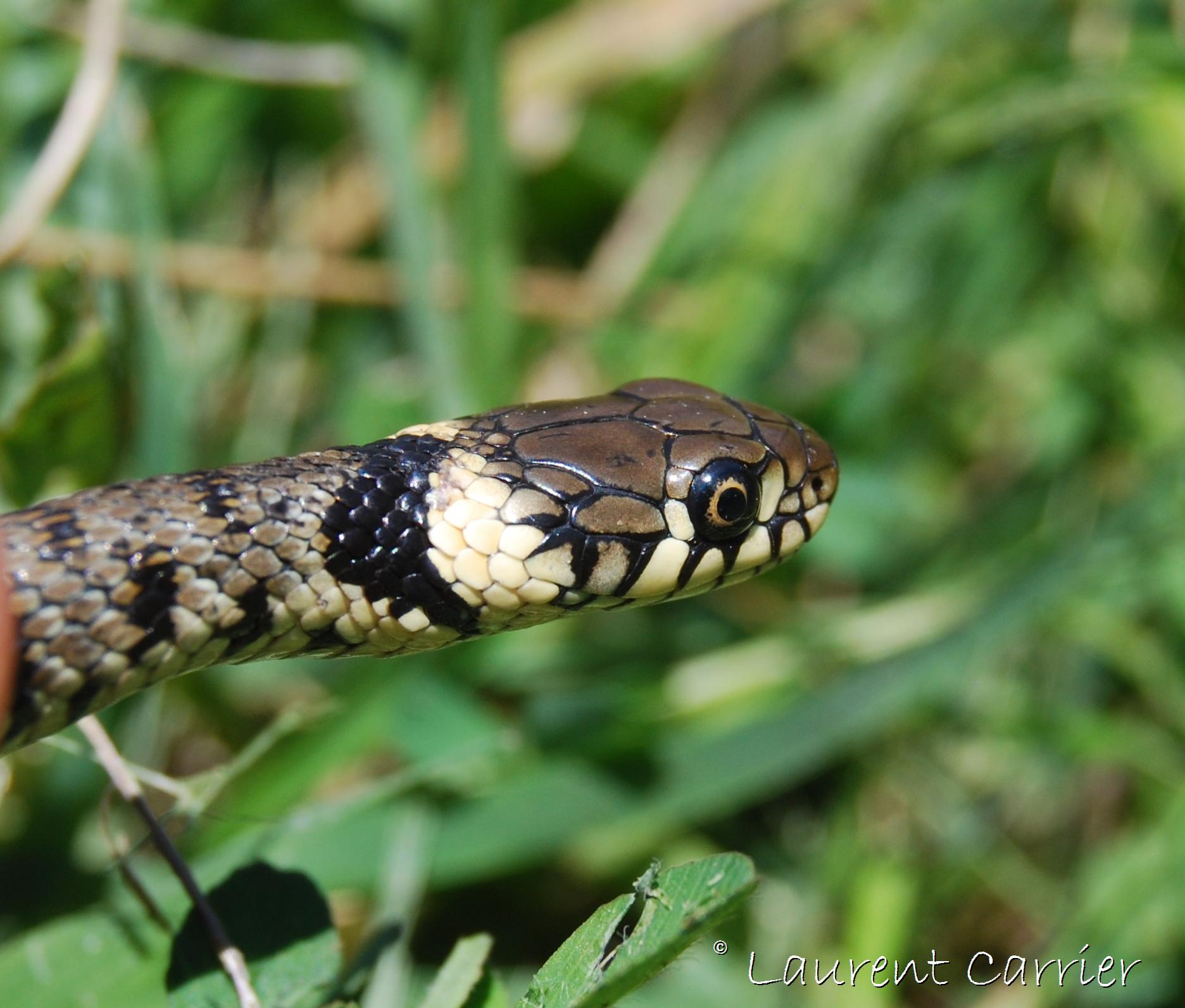 Photos De Couleuvre Collier Natrix Natrix Laurent Carrier 