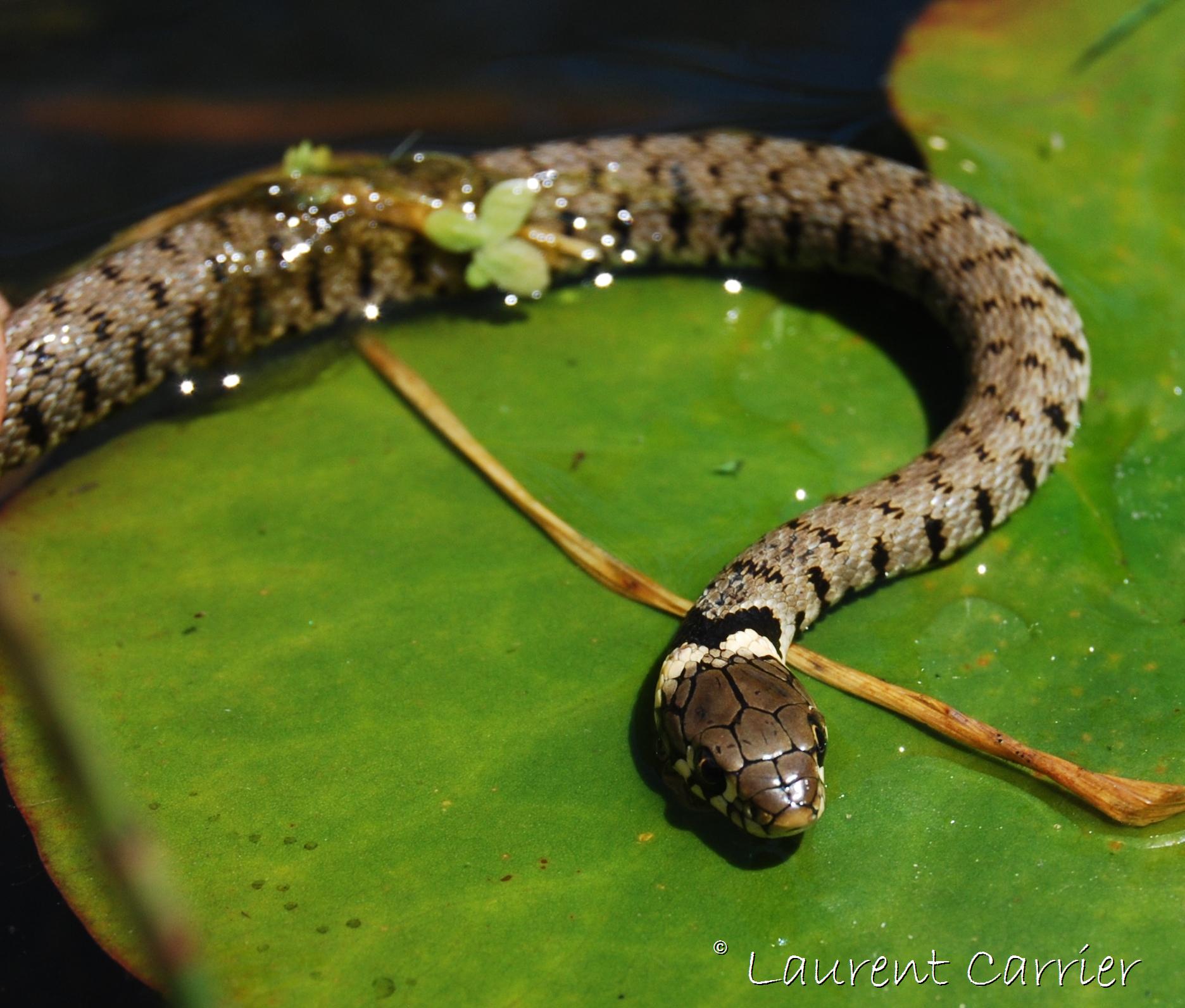 Photos de Couleuvre à collier (Natrix natrix) Laurent Carrier — free download