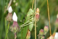 Grande sauterelle verte, adulte, mâle, Drôme, juillet 2023