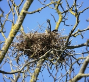 Corneille noire, oiseau en train de couver, Drôme, avril 2019