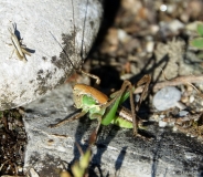 Decticelle chagrinée, larve, mâle, Drôme,  mai 2019