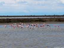 Flamant rose, adulte, Camargue, avril 2012