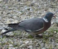 Pigeon ramier,  mâle, Drôme,  avril 2021