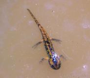 Salamandre tachetée, larve, Drôme, avril 2020
