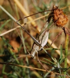 Phanéroptère liliacé, mâle adulte, Ardèche, juillet 2017