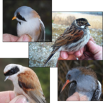 Suivi par le baguage des oiseaux hivernants des roselières de la moyenne vallée du Rhône durant l'hiver 2018/2019