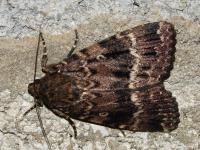 Noctuelle berbère
