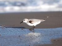 Bécasseau sanderling