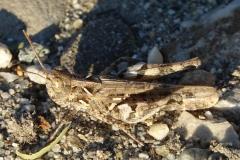 Criquet de Jago, femelle adulte, Drôme, août 2025