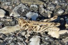 Criquet de Jago, femelle adulte, Drôme, août 2025