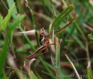 Decticelle bariolée, mâle, larve, Drôme, juin 2016