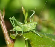 Grande sauterelle verte, larve, femelle, Drôme, mai 2019