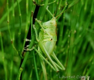 Grande sauterelle verte, femelle immature, Drôme, mai 2016