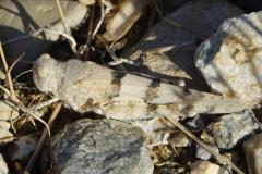 Oedipode aigue-marine, adulte, Drôme, juillet 2025