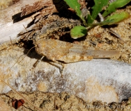 Oedipode aigue-marine, femelle adulte, Drôme, juillet 2017