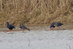 Talève sultane, delta de l'Ebre, décembre 2025