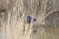 Talève sultane, delta de l'Ebre, décembre 2025