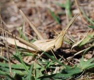 Truxale méditerranéenne, femelle, larve, Drôme, août 2016