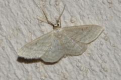 Acidalie blanchâtre, papillon, Drôme, juillet 2025