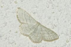 Acidalie blanchâtre, papillon, Drôme, août 2024