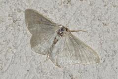 Acidalie blanchâtre, papillon, Drôme, mai 2025