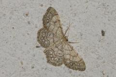 Acidalie chapelet, papillon, Drôme, juin 2025