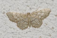 Acidalie chapelet, papillon, Drôme, juillet 2025