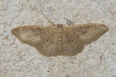 Acidalie dégénérée , papillon, Drôme, septembre 2025