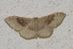 Acidalie dégénérée , papillon, Drôme, août 2025