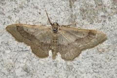 Acidalie détournée, papillon, Drôme, juin 2025