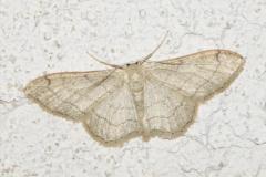 Acidalie détournée, papillon, Drôme, juin 2025