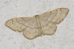 Acidalie détournée, papillon, Drôme, juin 2026