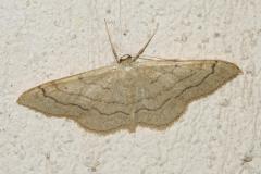 Acidalie détournée, papillon, Drôme, juin 2025