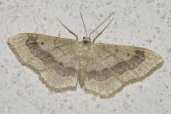 Acidalie détournée, papillon, Drôme, juin 2025