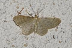 Acidalie diluée, papillon, Drôme, juin 2026