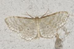 Acidalie familière, papillon, Drôme, juillet 2025