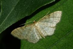 Acidalie familière, papillon, Drôme, juillet 2026