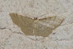 Acidalie familière, papillon, Drôme, juin 2025