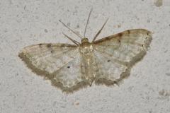 Acidalie familière, papillon, Drôme, juin 2026