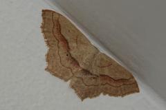 Acidalie fausse-Timandre, papillon,  Drôme, juillet 2025