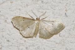 Acidalie glacée, papillon, Drôme, juin 2026