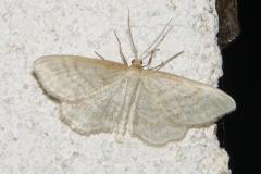 Acidalie maigre, papillon, Drôme, juin 2025