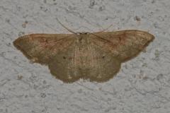 Acidalie ombrée, papillon, Drôme, août 2025