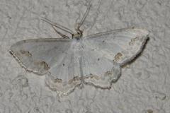 Acidalie ornée, papillon, Drôme, juin 2025