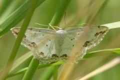 Acidalie ornée, papillon, Drôme, mai 2025