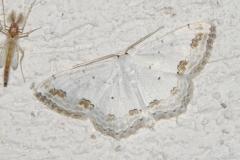 Acidalie ornée, papillon, Drôme, juin 2025