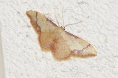 Acidalie purpurine, papillon, Drôme, juin 2026