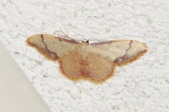Acidalie purpurine, papillon, Drôme, juin 2026