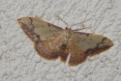 Acidalie purpurine, papillon, Drôme, juin 2026