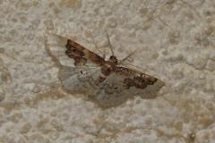 Acidalie rustique commune, papillon, Drôme, juillet 2025